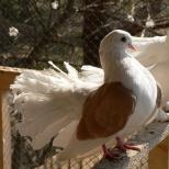 Çeşitli hastalıklar için güvercinler için önerilen ilaçlar Güvercinler için trichomoniasis için antibiyotikler
