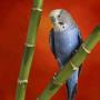 All about aggression in parrots