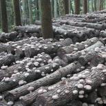 Де приймають сушені гриби