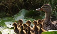 How to start a duck breeding business at home?
