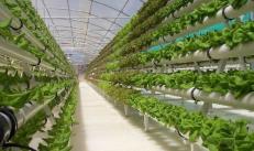 Mi az, amit nyereséges az eladásra termeszteni - áttekintés az üvegházi növényekről jövedelemszámítással
