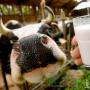 Mliečny výnos z kravy: koľko litrov môžete vziať?