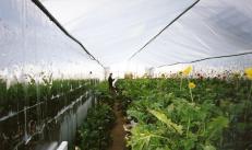 Underground greenhouse - a new trend or a forgotten technology
