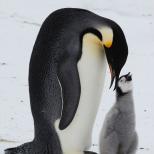 A pingvinek róluk szólnak.  Pingvinek.  És most a pingvinekről ...