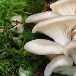 Growing oyster mushrooms at home: technology