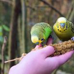 Hogyan szelídítsd meg a papagájt a kezedhez