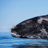 Animal blue whale description