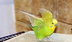 How to bathe a parrot - how often, how not to catch a cold