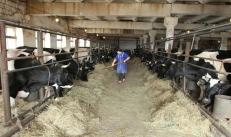 Süt için damızlık inekler: özellikler ve beklentiler